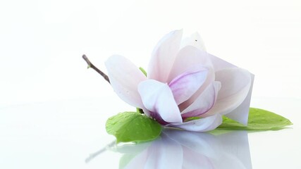 Sticker - one pink flower on a branch of blooming magnolia close up