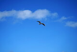 Fototapeta Morze - Seagulls - Portobello Beach, Edinburgh