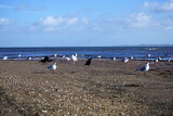 Fototapeta Morze - Seagulls - Portobello Beach, Edinburgh