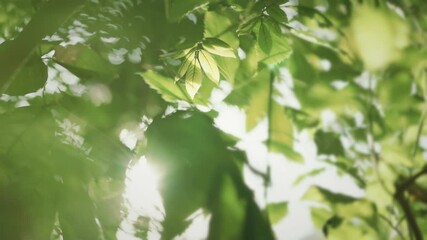 Wall Mural - Green leaves of a tree waving in wind. Sun shining through. Abstract slow motion.