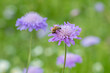 Honey bee (Apis mellifera) in the pollination of a field scabious (Knautia arvensis).