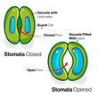 Stomata opening & closing during leaf transpiration illustration. 