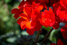 Close-up Geranium Flower In Red Color. Dark Red Flowers. Red Geranium Flowers And Sunlight. Beautiful Little Flower In Garden. Selective Focus.