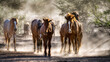 © brent coulter - Salt River Wild Horses