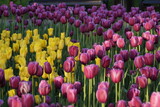 Fototapeta Tulipany - purple and yellow tulips