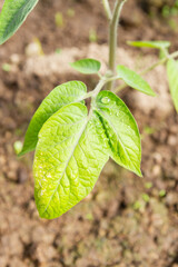 Wall Mural - Tomato seedlings grow in the garden in the summer in a greenhouse