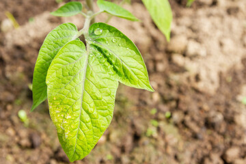 Wall Mural - Tomato seedlings grow in the garden in the summer in a greenhouse