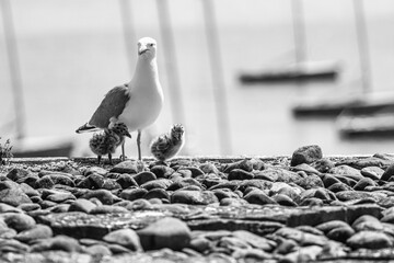 Wall Mural - Mother Seagull with two Babies