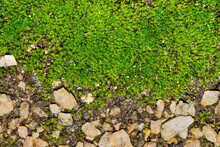 Green Clump Of Moss (Bryophyta) Growing Around Small Pebbles With Separation And Selective Focus.