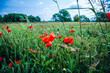 Poppy flower field in summer, landscape view in Slovenia