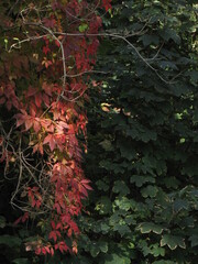 Wall Mural - red and green leaves