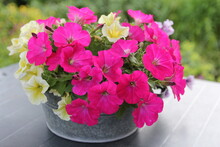 Beautiful Pink And Yellow Petunia Flowers In A Pot At The Table In The Garden In Springtime