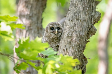 Wall Mural - Young barred owl blending in with trees in the forest