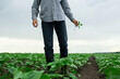 © alex_photohub - Young farmer inspects farmland. The farmer's son checks the quality of sunflower crops. Farmer holding a sunflower sprout in his hand