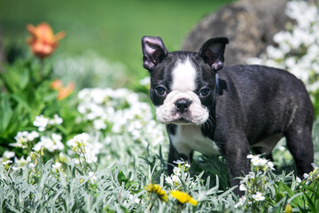 Canvas Print - Boston terrier posing in the park outside. Dog in green grass and flowers around. Puppy in kennel with pedigree	