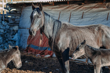 horse and two small foals in the daytime