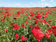 Wonderful field of blooming red flowers. Meadow of common poppy -  Papaver rhoeas. Beautiful landscape, horizon and blue sky in the background