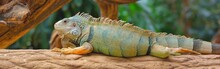 Common Green Iguana Resting On A Tree In Natural Environment. Nature, Wildlife, Zoology, Herpetology, Science, Zoo Laboratory. Panoramic Image