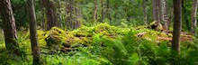 Green Forest On A Summer Day. Mighty Pine And Deciduous Trees, Moss, Fern, Plants. Idyllic Landscape. Pure Nature, Environment, Ecology, Ecotourism. Recreational Area, Public Park. Panoramic View