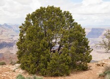 Two-Needle Pinyon (Pinus Edulis) Tree On South Rim Grand Canyon National Park, Arizona