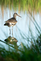 Wall Mural - A common seabird, the Long Billed Dowitcher with its adult plumage wades in the tidal shallow mud flats searching for small fish, insects and mollusks for food in the summer season along the Atlantic 