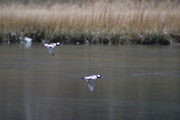 Wall Mural - Two bufflehead ducks flying