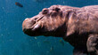 Portrait of a hippopotamus swimming underwater