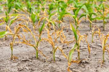 Corn plants wilting and dead in cornfield. Herbicide damage, drought and hot weather concept