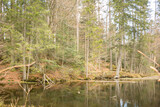 Fototapeta Na ścianę - small pond in the woods