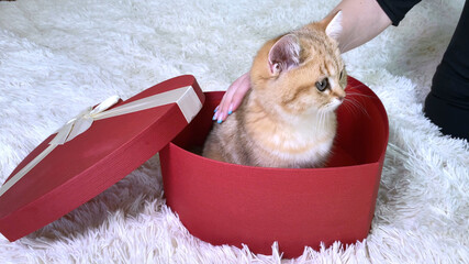 Wall Mural - Hand stroking little red ginger striped kitten sitting in red heart shaped box.