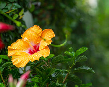 Orange Hibiscus With Vining Ivy Wall Beading Water Droplets