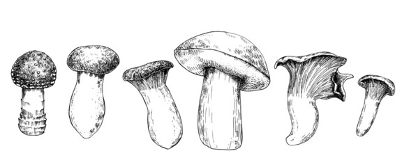 vector graphic illustration. set with mushrooms. black ink drawing of mushrooms isolated on white background.