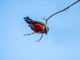 Sticker - King Parrot Bending