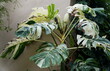 A fully grown and large variegated Monstera Deliciosa Albo plant
