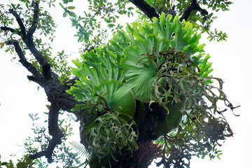 Sticker - Aristolochia indica hangs on another tree in the park.