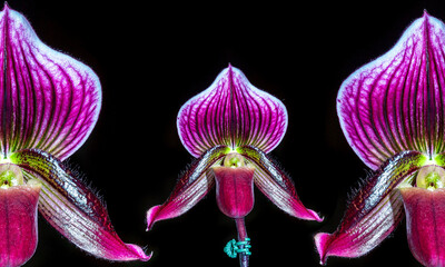 Poster - Paphiopedilum orchid hybrid colorful black background.