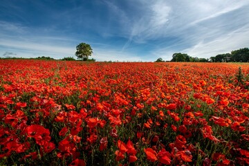 Poster - Coquelicot