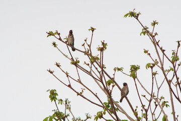 two bird on a tree