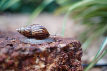 Snail life on the brick crawling find some food and blur green leaf background in the garden