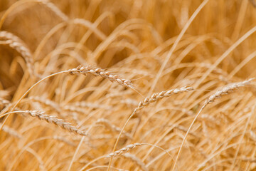 Harvest: ripe wheat grows in the field. Golden grain close-up