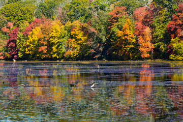 Wall Mural - Fall foliage reflecting in water at Goodwin State Forest, Connecticut.