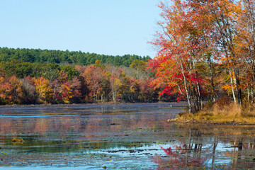 Wall Mural - Fall foliage reflecting in water at Goodwin State Forest, Connecticut.