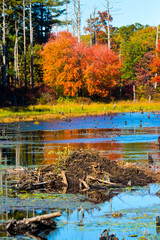 Wall Mural - Fall foliage and beaver lodge at Goodwin State Forest, Connecticut.