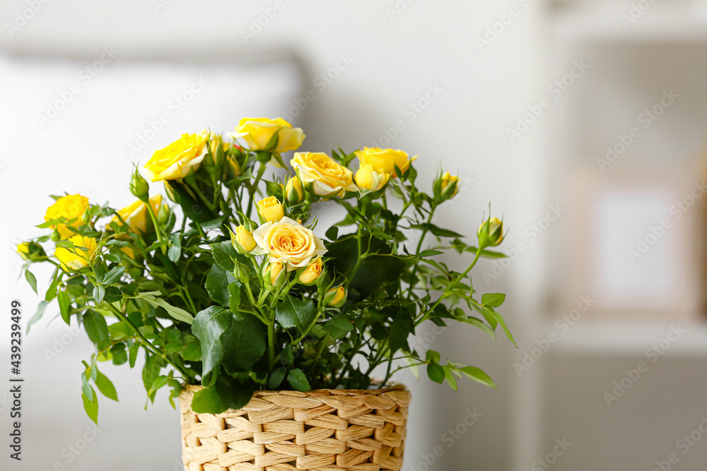 Beautiful yellow roses in pot, closeup