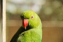 Green Indian Ring Neck Parrot 