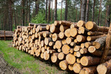 Fototapeta  - Leśne drewno przygotowane do transportu