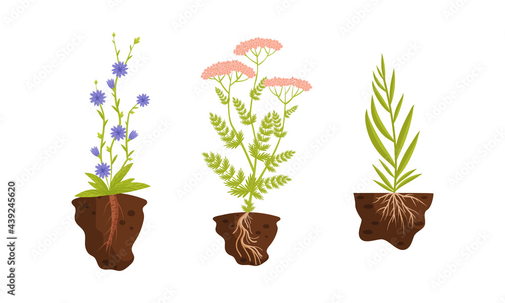Plant Growing with Roots in Soil Vector Set Stock Vector | Adobe Stock