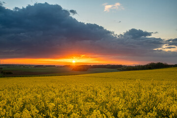 Wall Mural - beautiful sunset over a field of flowering rapeseed