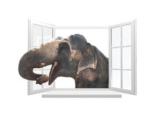 Cute Curious Elephant Stare At The Opened Window