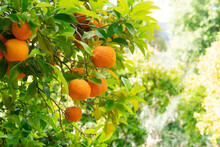 Orange Garden With Friuts